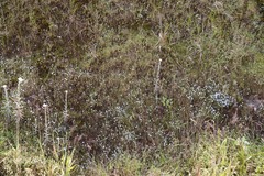 Oldenlandia stocksii